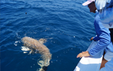Chuck Williams assists a client with a nurse shark 15 miles off Venice Inlet, Florida